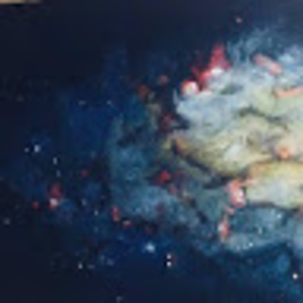 Meet your Posher, Jodie